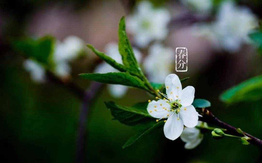 春色正中分 鶯歌燕歸時，十二首春分的詩詞，沉醉在春天的美好里