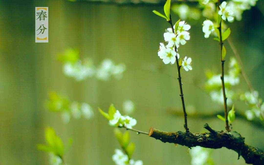春色正中分 鶯歌燕歸時，十二首春分的詩詞，沉醉在春天的美好里