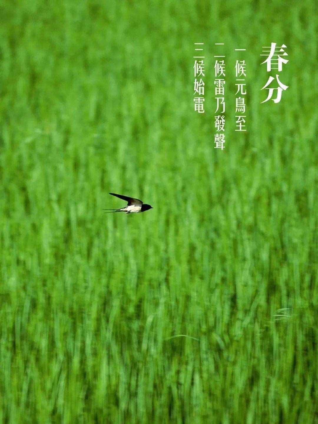 春色正中分 鶯歌燕歸時，十二首春分的詩詞，沉醉在春天的美好里