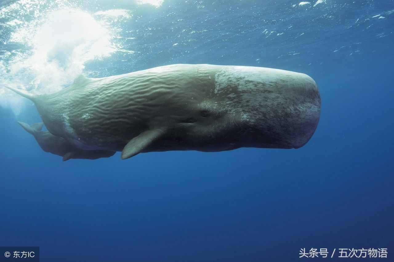 鱷魚不是魚，鯨魚也不是魚，鯊魚是魚嗎？