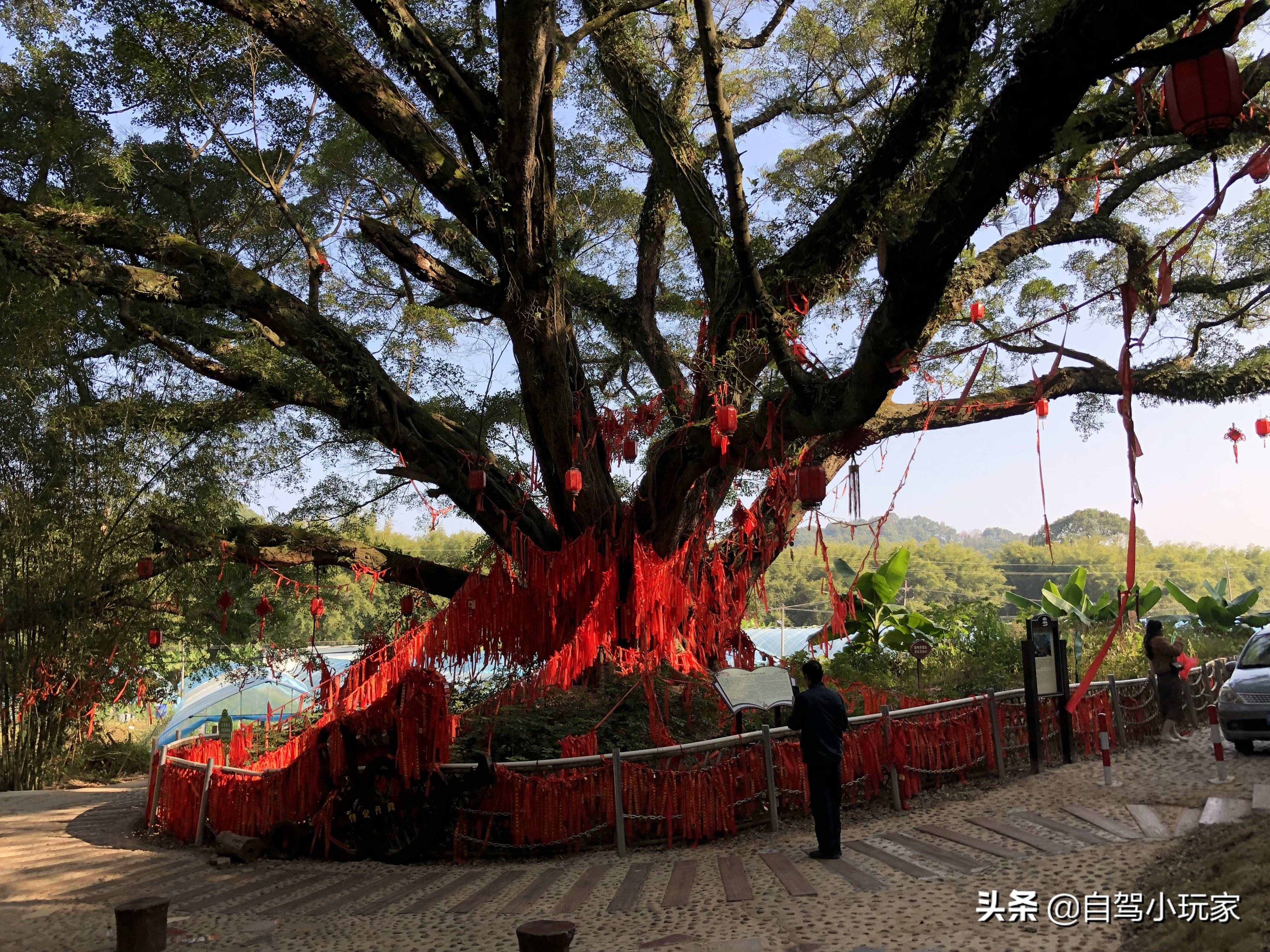 沿途20多個(gè)景點(diǎn)，全部免費(fèi)！廣東這條絕美的自駕路線，不容錯(cuò)過(guò)