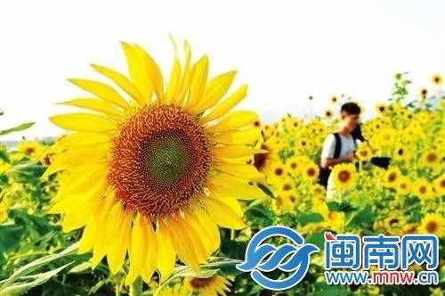 英語六級作文預(yù)測范文一覽 最新六級英語作文萬能通用模板