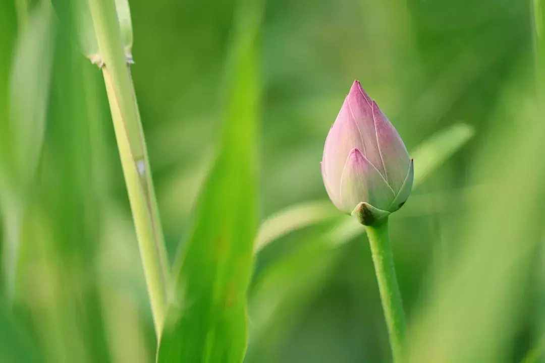 70句唯美荷花詩詞，送你一池荷風(fēng)蓮香