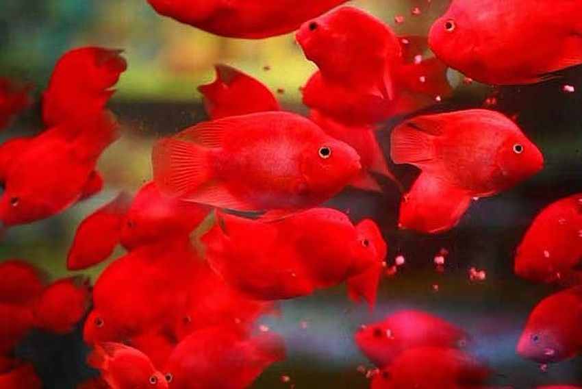 用以下方法飼養(yǎng)鸚鵡魚，就不信它們不紅，體色一定會達到最佳