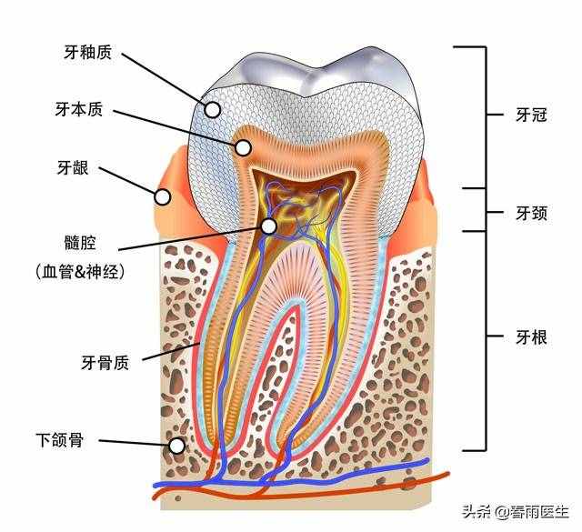 全身上下誰(shuí)最硬？選骨頭的都錯(cuò)了