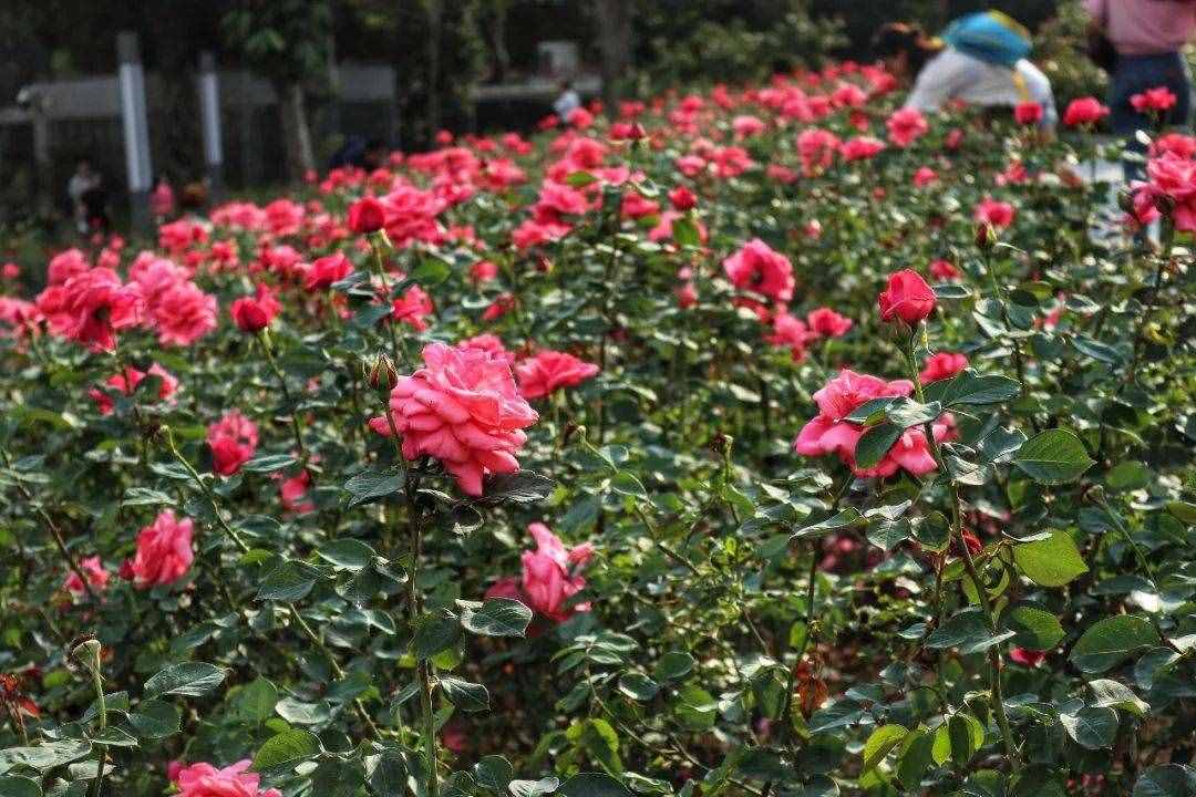 深圳15個最適合一日游的景點(diǎn)……人少景美還免費(fèi)！