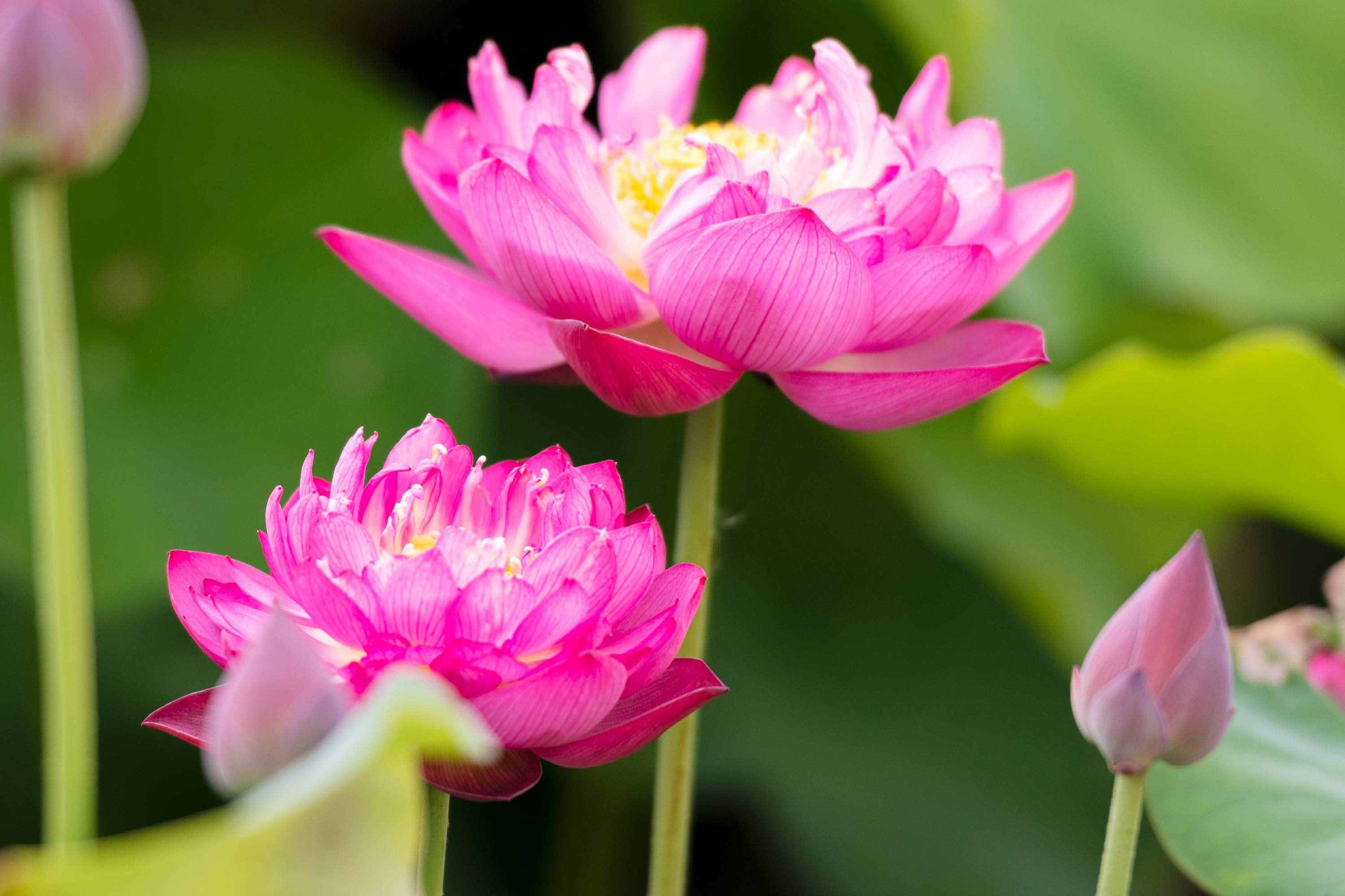 天蝎座女生的身上，具備哪些獨(dú)特的魅力呢？