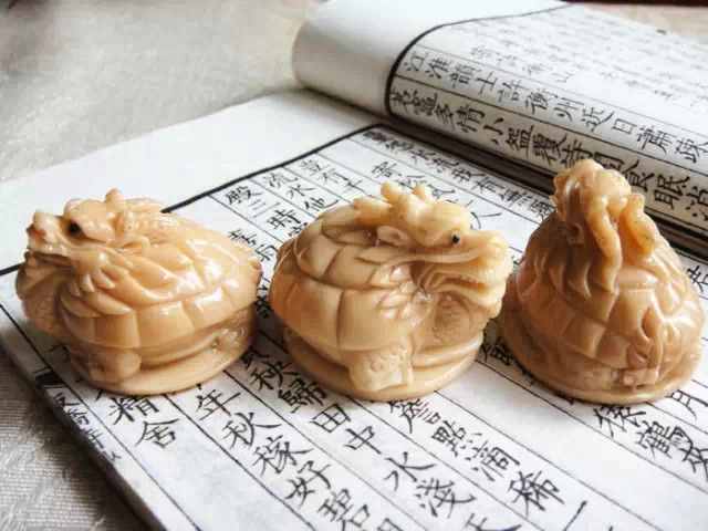 象牙果到底是什么東西？和象牙是一回事嗎？