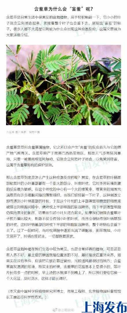 含羞草為什么會“害羞”呢？
