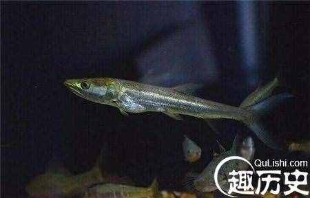 世界上最大的哲羅鮭：大到超過你的想象