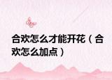 合歡怎么才能開花（合歡怎么加點(diǎn)）