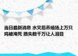 當日最新消息 水災(zāi)后養(yǎng)殖場上萬只雞被淹死 損失數(shù)千萬讓人淚目