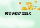 微笑天使薩摩耶犬