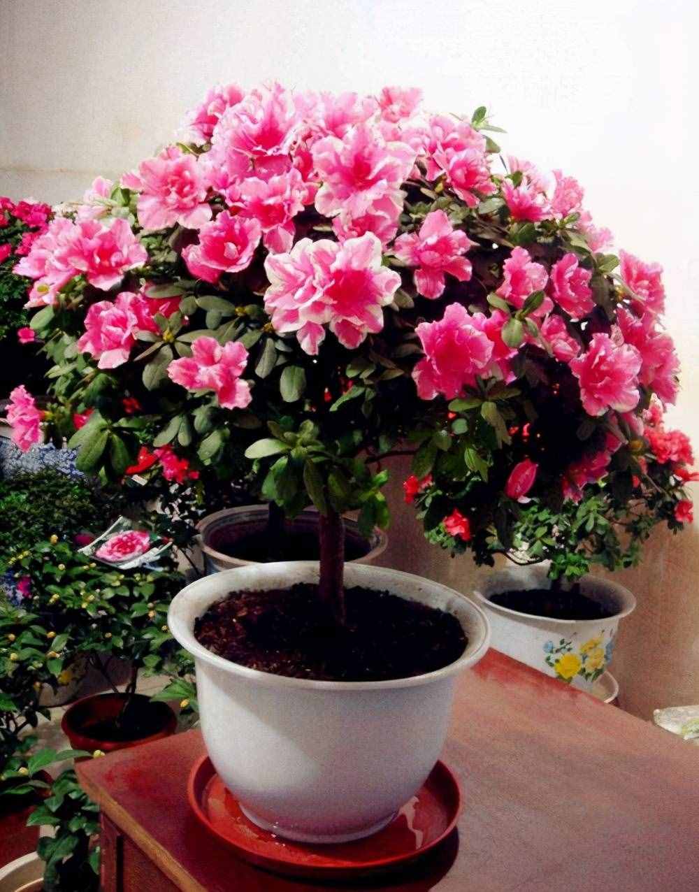 杜鵑花，十個(gè)有八個(gè)養(yǎng)不好？那是你不會這4個(gè)技巧