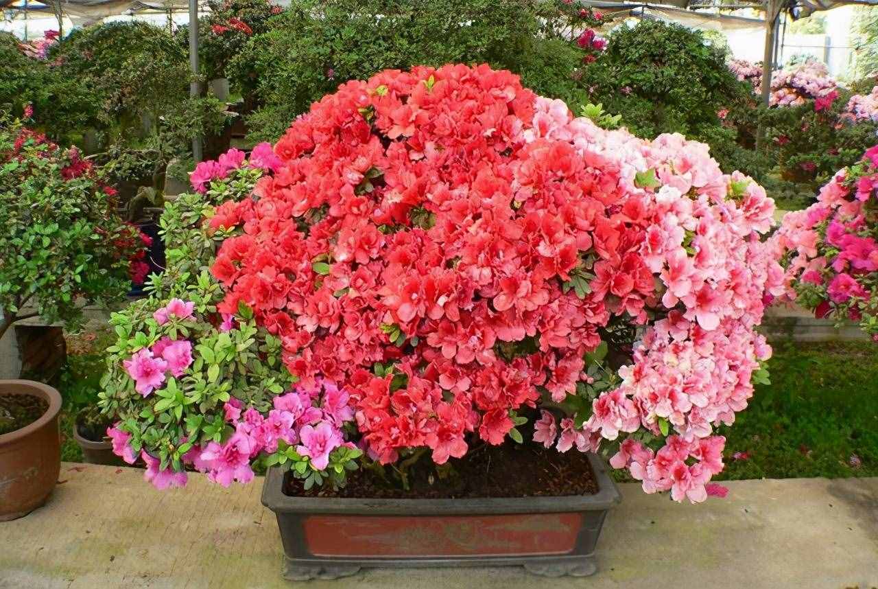 杜鵑花，十個(gè)有八個(gè)養(yǎng)不好？那是你不會這4個(gè)技巧