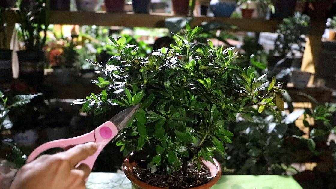 杜鵑花，十個(gè)有八個(gè)養(yǎng)不好？那是你不會這4個(gè)技巧