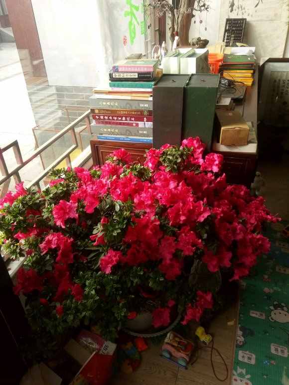 杜鵑花，十個(gè)有八個(gè)養(yǎng)不好？那是你不會這4個(gè)技巧