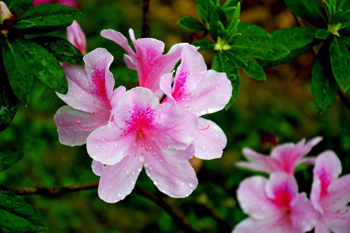 杜鵑花，十個(gè)有八個(gè)養(yǎng)不好？那是你不會這4個(gè)技巧