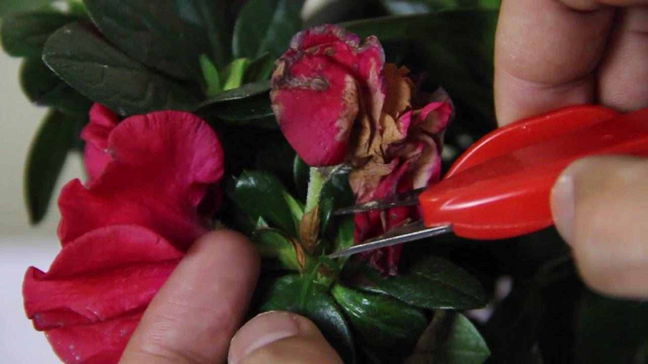杜鵑花，十個(gè)有八個(gè)養(yǎng)不好？那是你不會這4個(gè)技巧