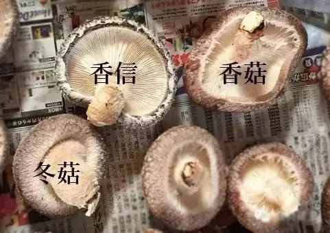 你還是香菇冬菇傻傻分不清，不清楚的都進(jìn)來看看吧！