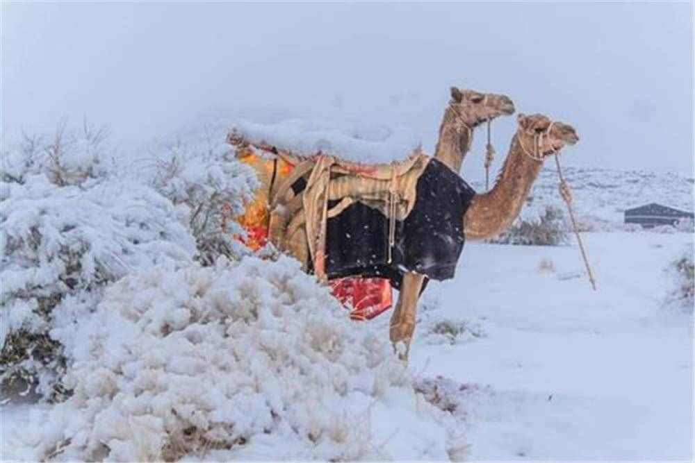 撒哈拉沙漠下雪了，以后會(huì)變綠洲嗎？