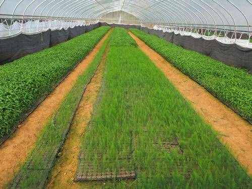 很全面的蘆筍種植方案，建議收藏