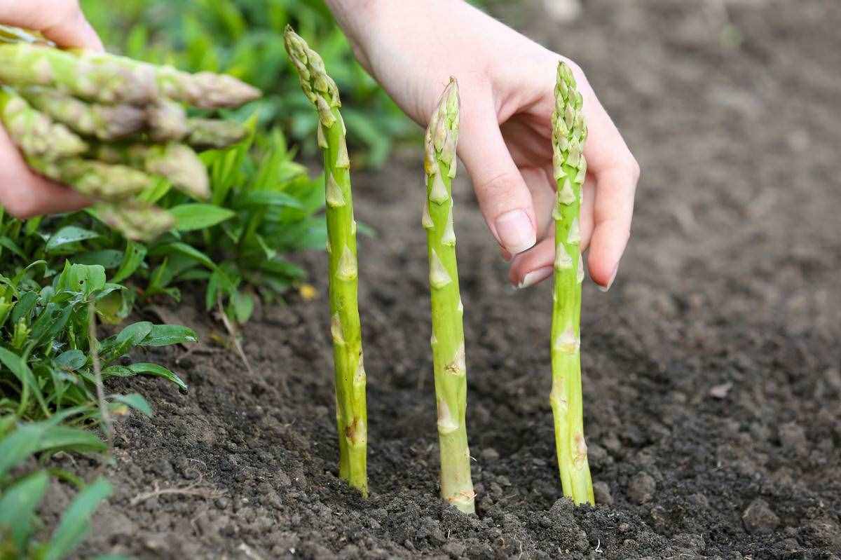 很全面的蘆筍種植方案，建議收藏