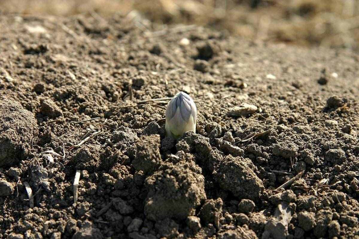 很全面的蘆筍種植方案，建議收藏