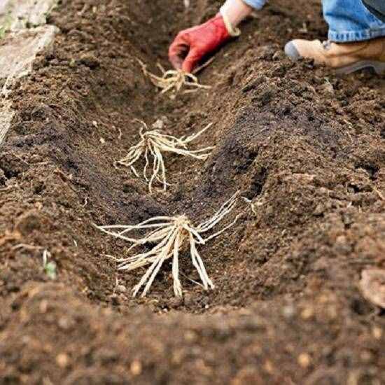 很全面的蘆筍種植方案，建議收藏