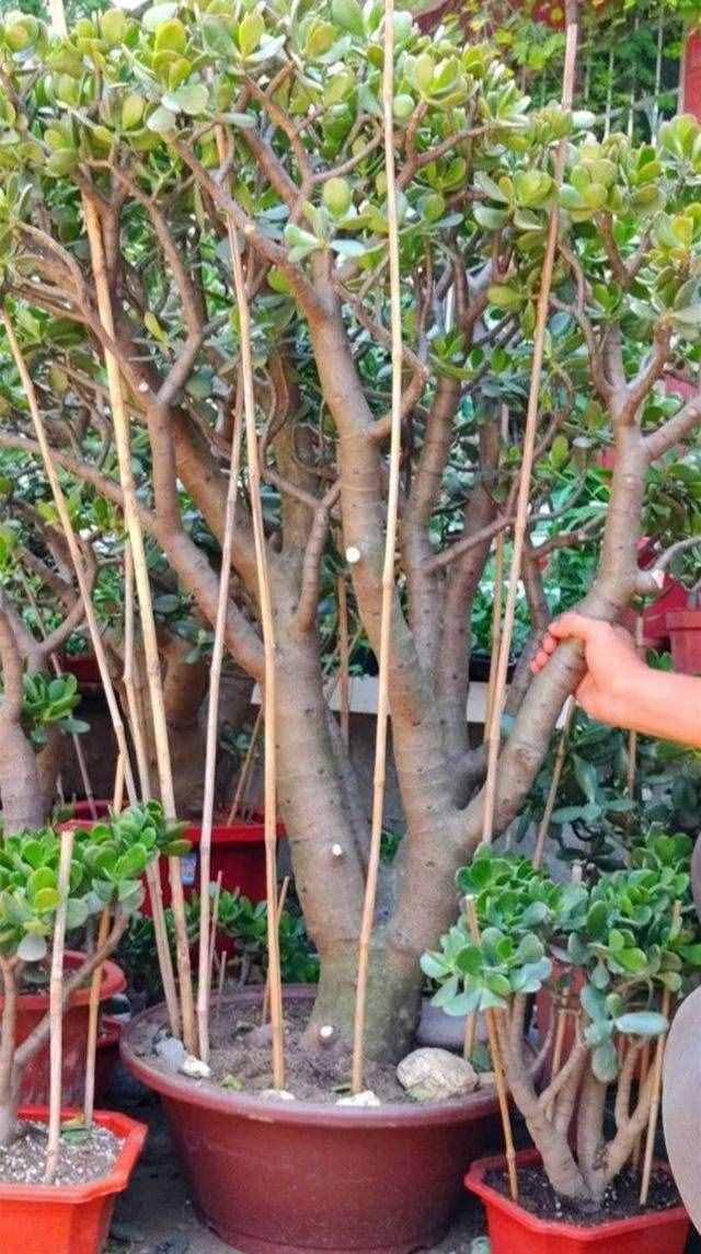玉樹不值錢，養(yǎng)上幾十年，棵棵是“極品”，家財(cái)變?nèi)f貫