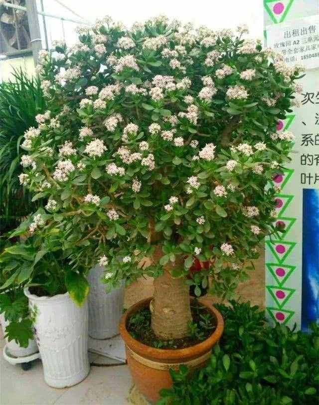 玉樹不值錢，養(yǎng)上幾十年，棵棵是“極品”，家財(cái)變?nèi)f貫