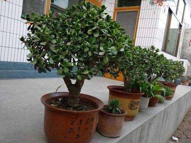 玉樹不值錢，養(yǎng)上幾十年，棵棵是“極品”，家財(cái)變?nèi)f貫
