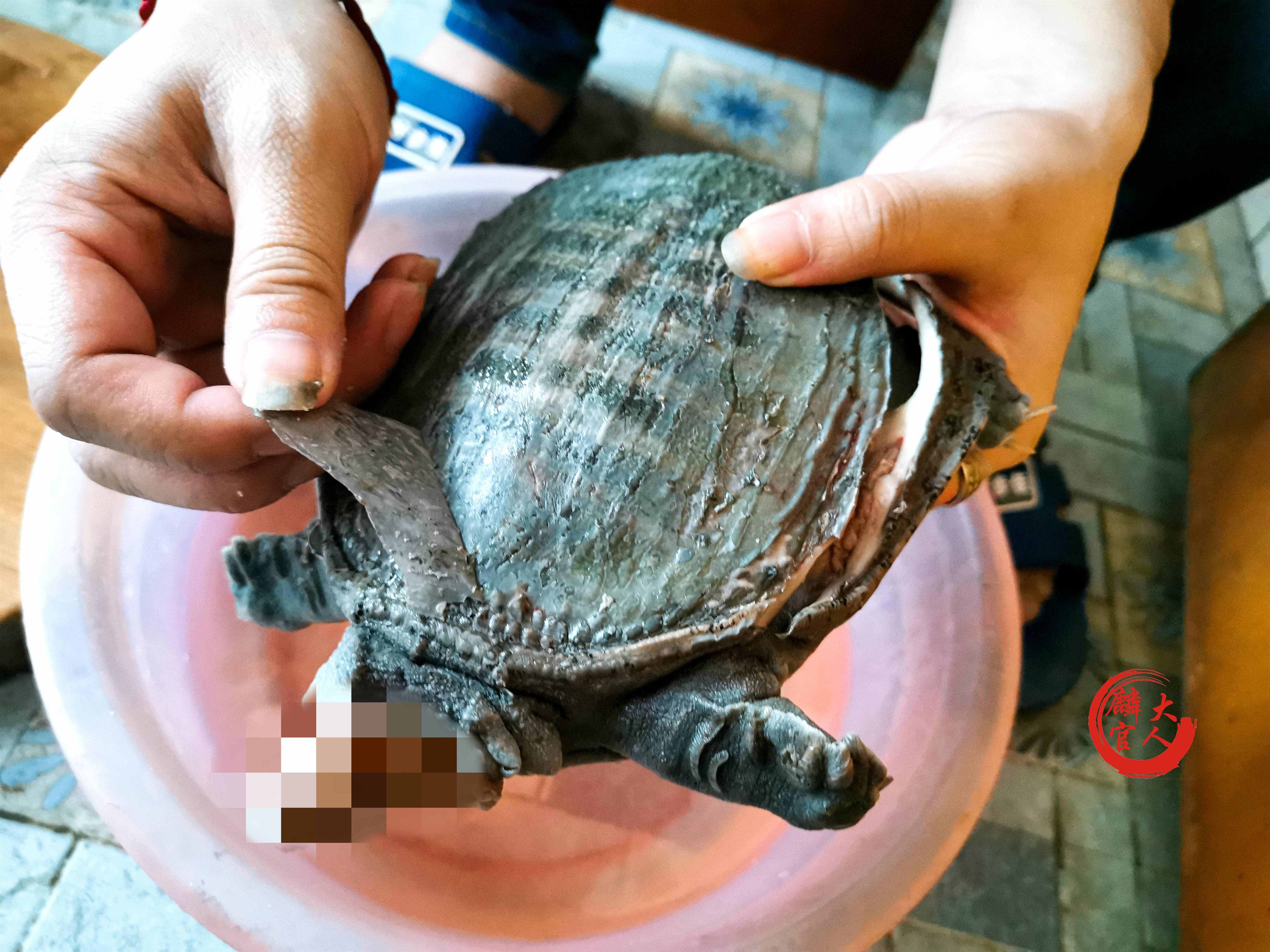 怎么宰殺甲魚才正確？教你“5個關(guān)鍵”，做好美味甲魚其實(shí)很簡單