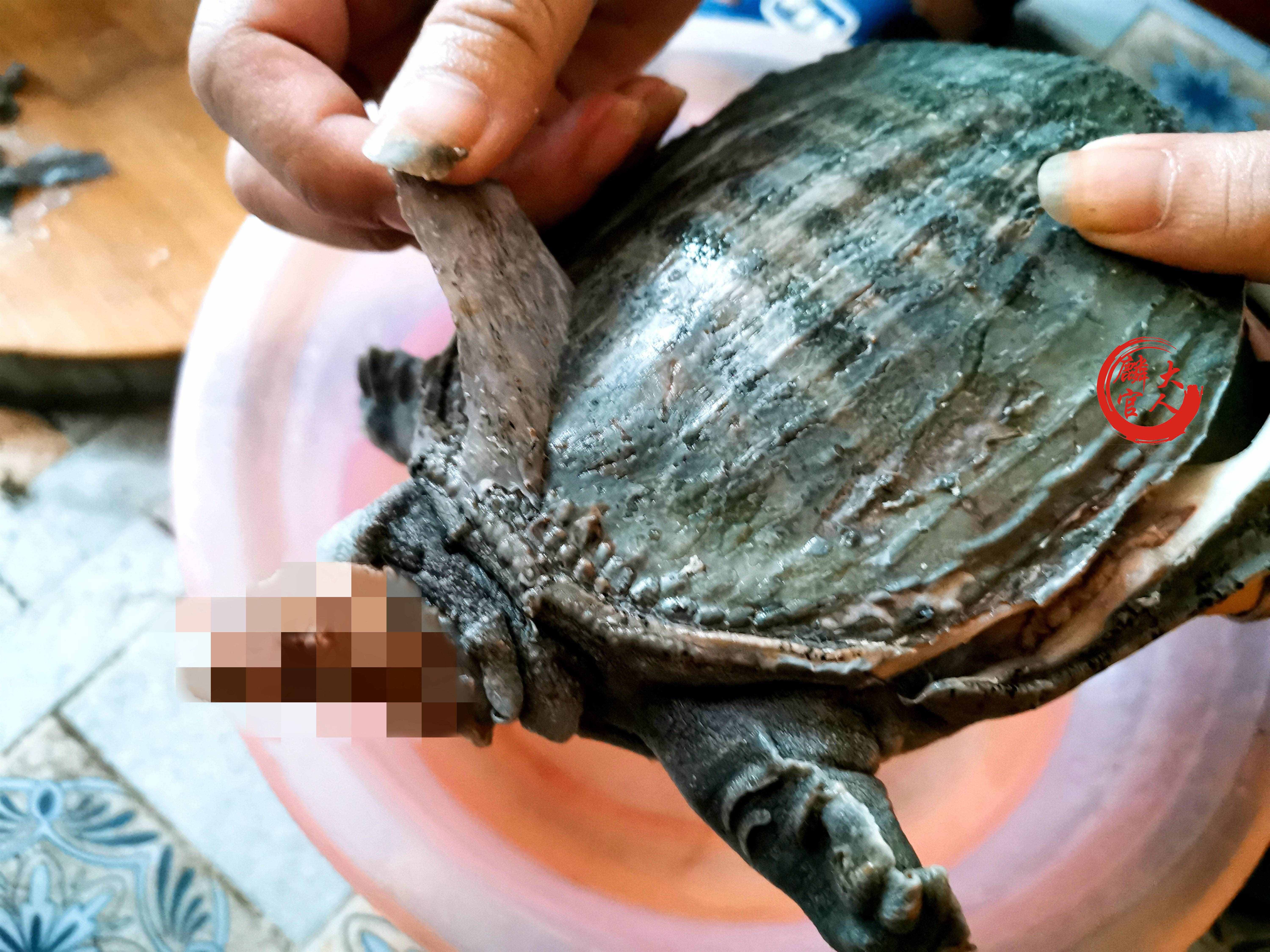 怎么宰殺甲魚才正確？教你“5個關(guān)鍵”，做好美味甲魚其實(shí)很簡單