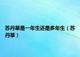 蘇丹草是一年生還是多年生（蘇丹草）