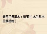紫玉蘭是灌木（紫玉蘭 木蘭科木蘭屬植物）
