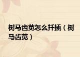 樹馬齒莧怎么扦插（樹馬齒莧）