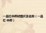 一品紅中藥材圖片及名稱（一品紅 中藥）
