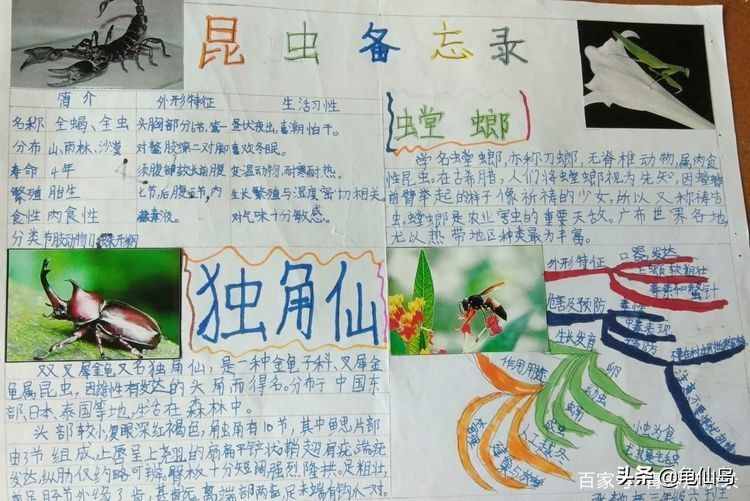 部編版三年級(jí)語文下冊(cè)自制昆蟲備忘錄