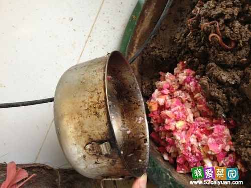 簡(jiǎn)單粗暴，教你如何在家養(yǎng)蚯蚓，收蚯蚓肥