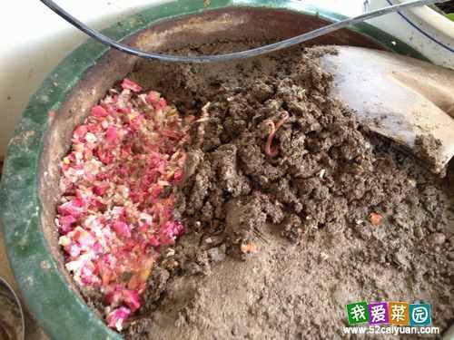 簡(jiǎn)單粗暴，教你如何在家養(yǎng)蚯蚓，收蚯蚓肥