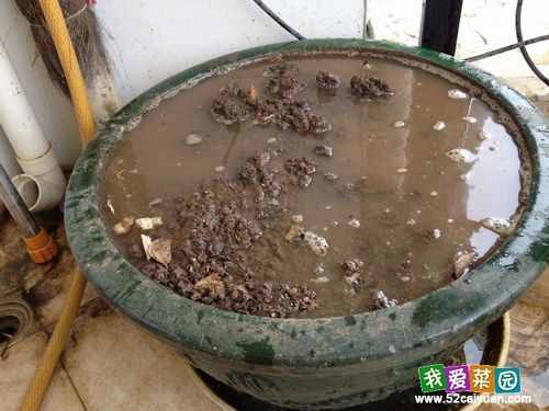 簡(jiǎn)單粗暴，教你如何在家養(yǎng)蚯蚓，收蚯蚓肥