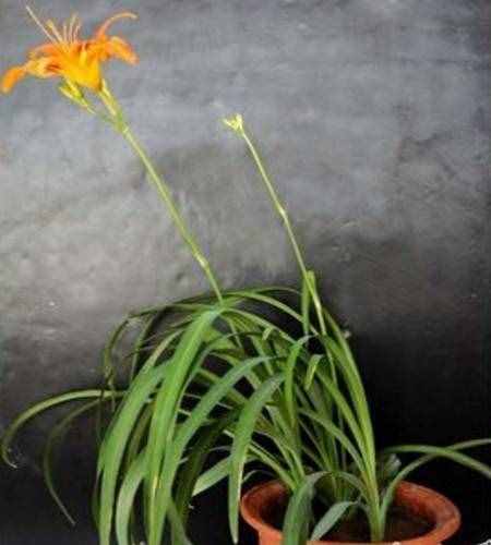 養(yǎng)了那么久，卻不知道萱草花（忘憂草）的象征意義及花語