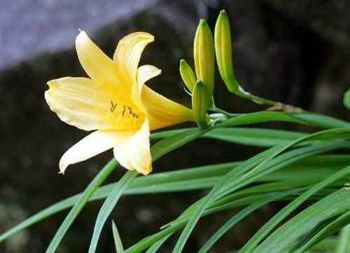 養(yǎng)了那么久，卻不知道萱草花（忘憂草）的象征意義及花語