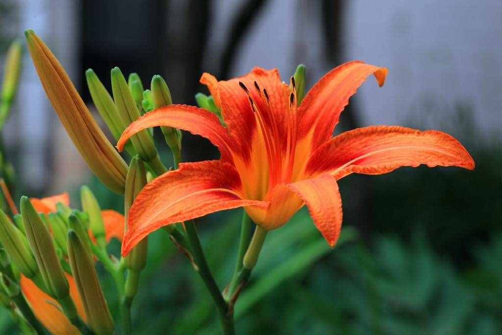 養(yǎng)了那么久，卻不知道萱草花（忘憂草）的象征意義及花語