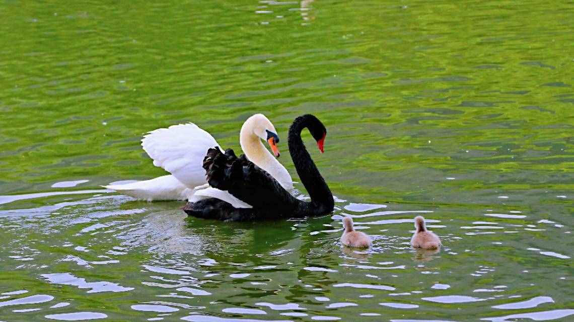 芳菲四月的秦嶺野生動物園，美景中的樂趣堪比我想要的“后花園”