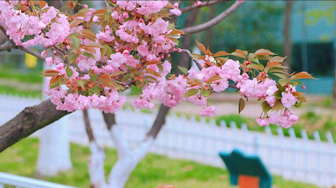 芳菲四月的秦嶺野生動物園，美景中的樂趣堪比我想要的“后花園”