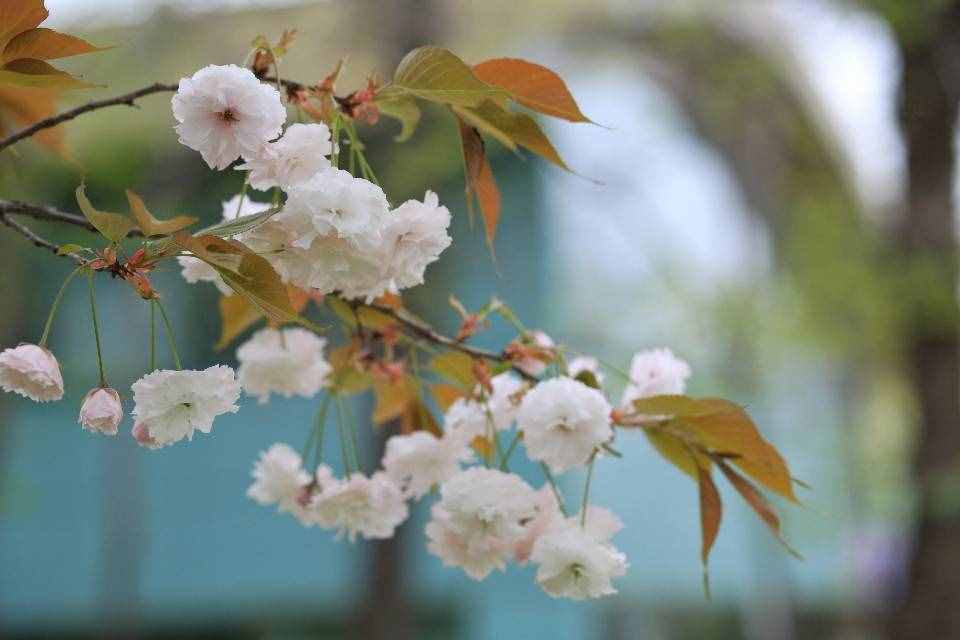 芳菲四月的秦嶺野生動物園，美景中的樂趣堪比我想要的“后花園”
