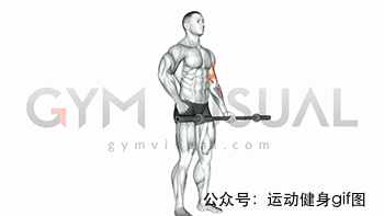 30張肌肉動圖譜告訴你，手臂肌肉怎么練
