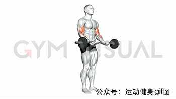 30張肌肉動圖譜告訴你，手臂肌肉怎么練